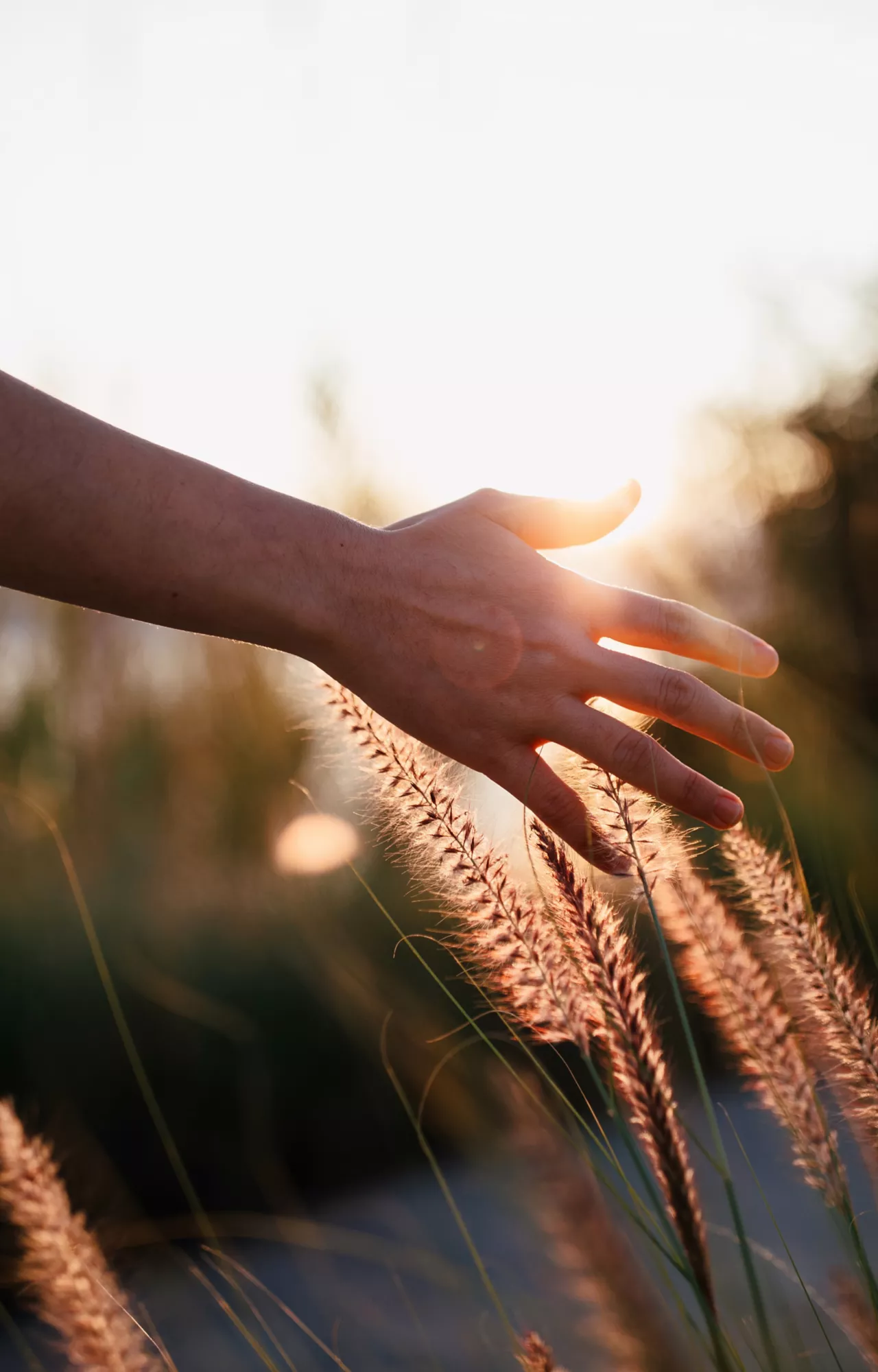 Hand streift durch ein Feld