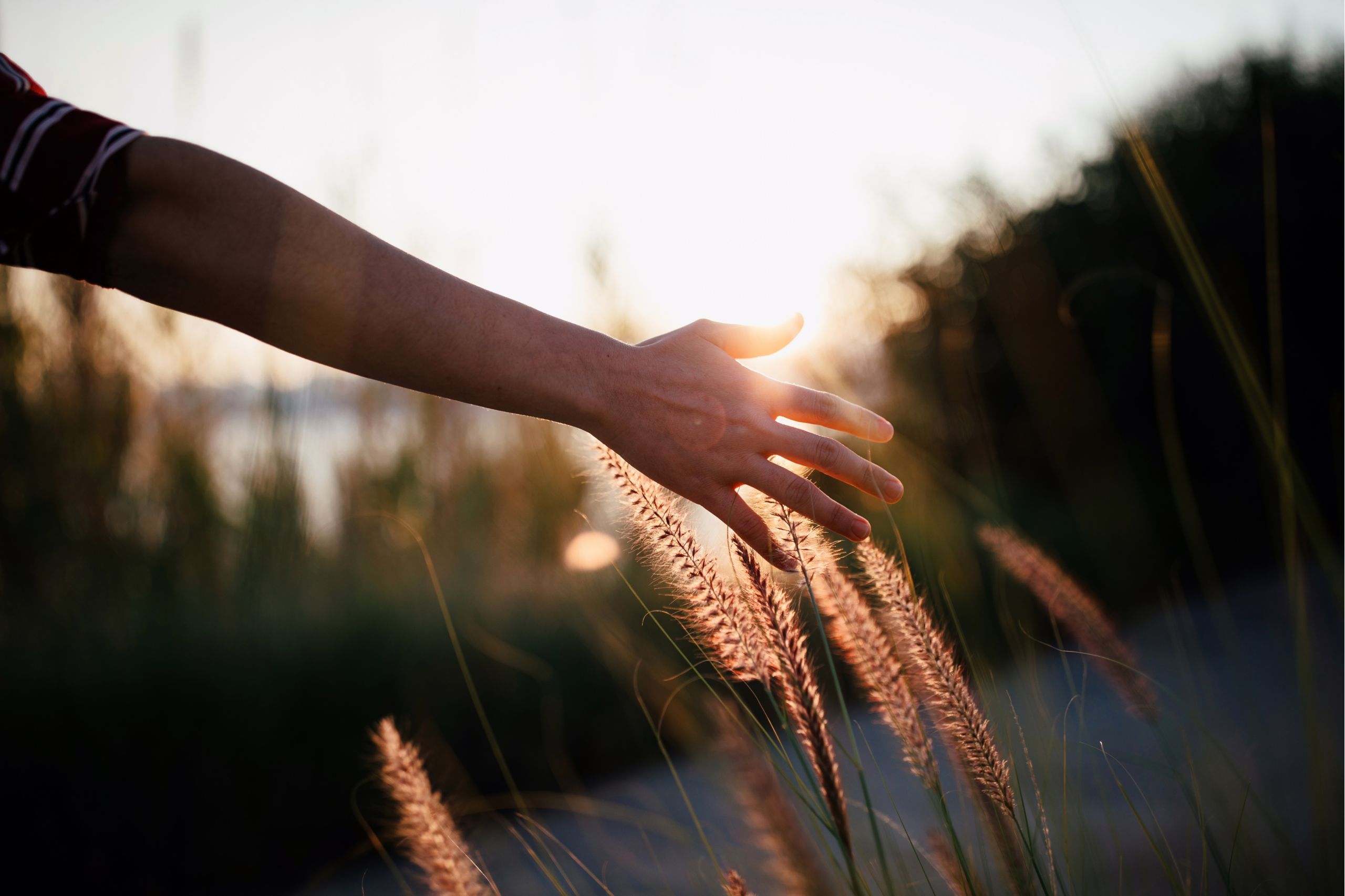Hand streift durch ein Feld