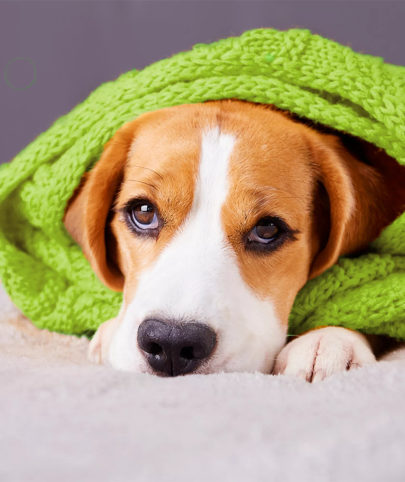 Hund in Handtuch eingewickelt