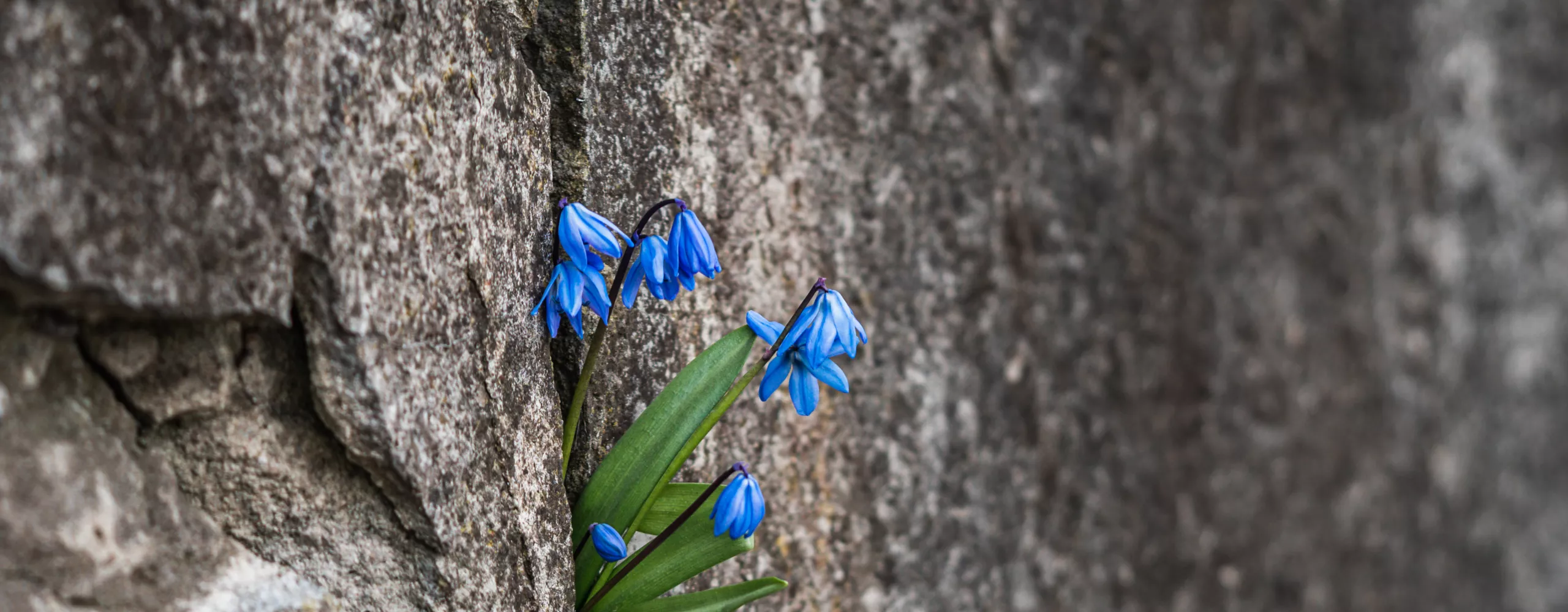 Blaue Blumen zwischen einer Steinwand