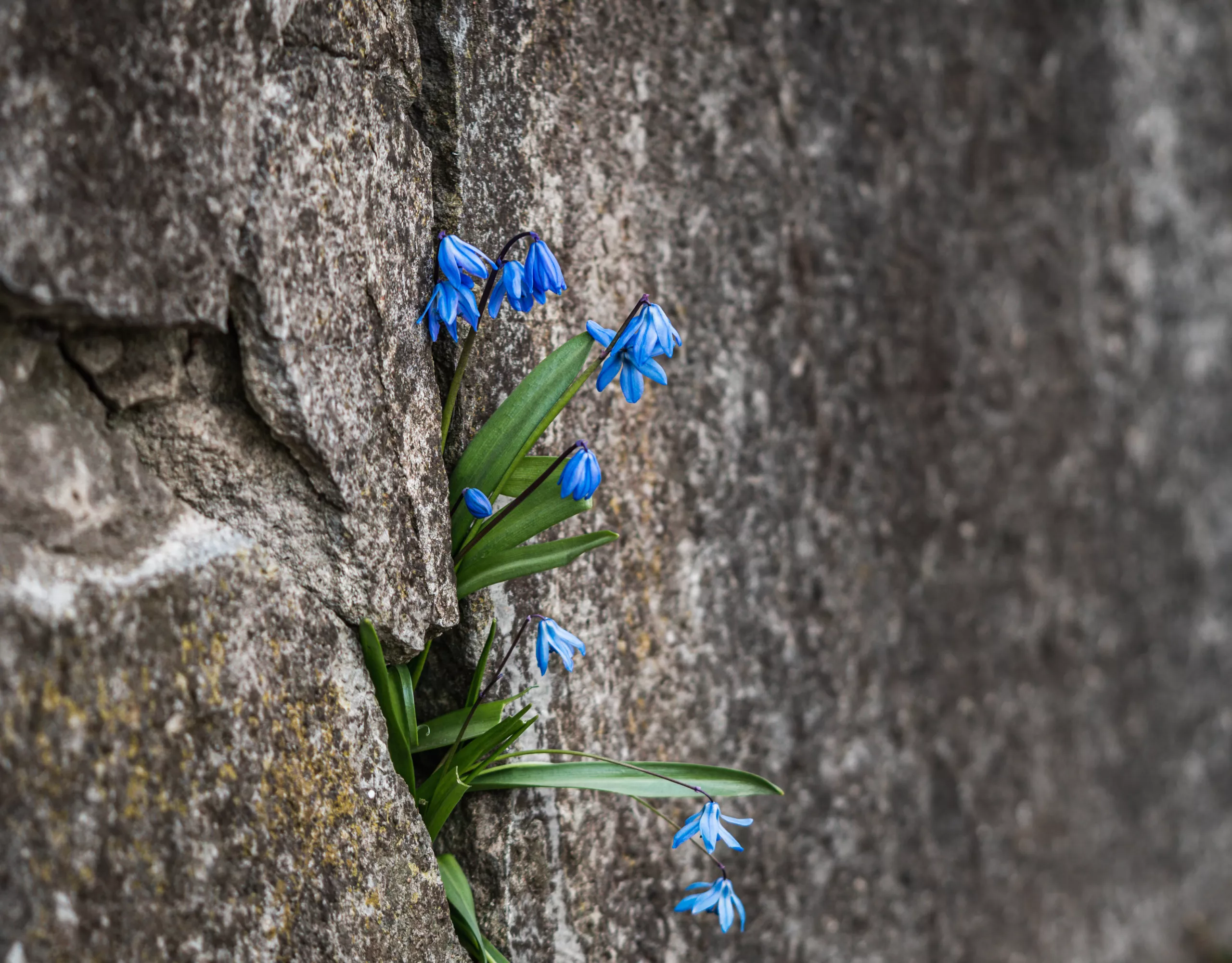 Blume wächst aus Bergspalt