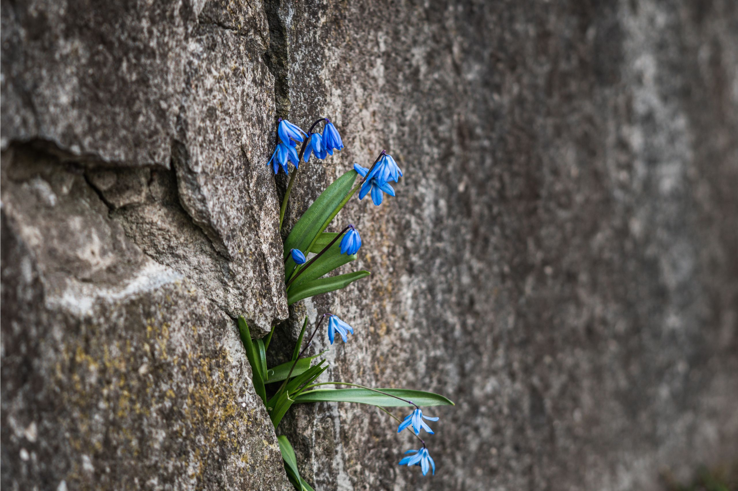 Blume wächst aus Bergspalt