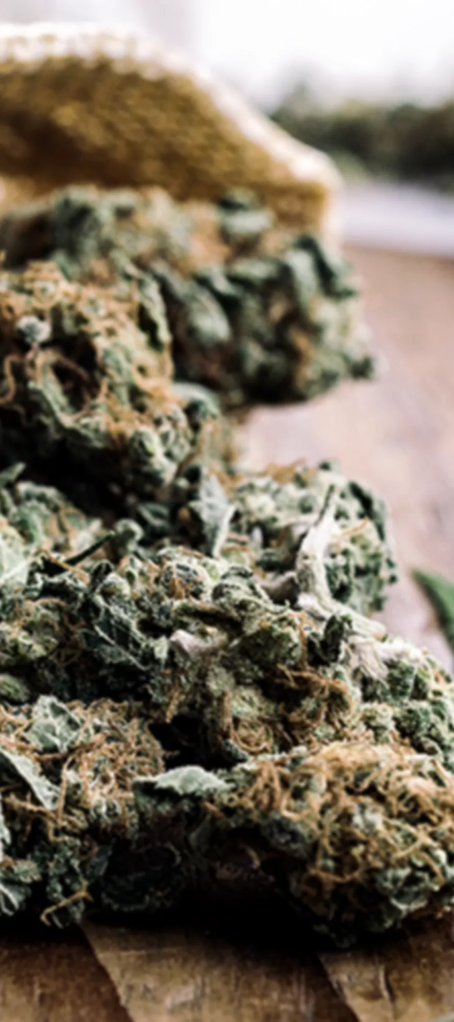 Cannabis