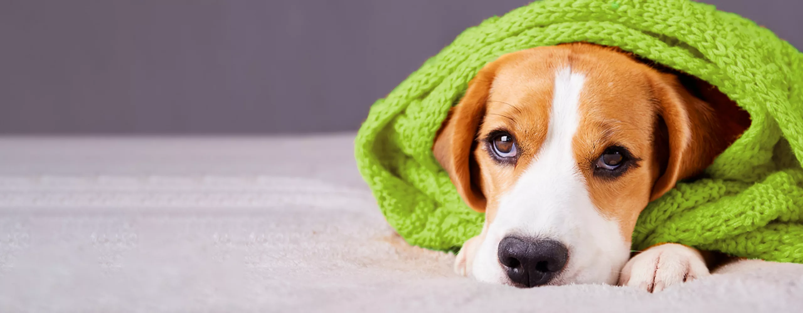 Hund ist mit einem grünen Schal umwickelt