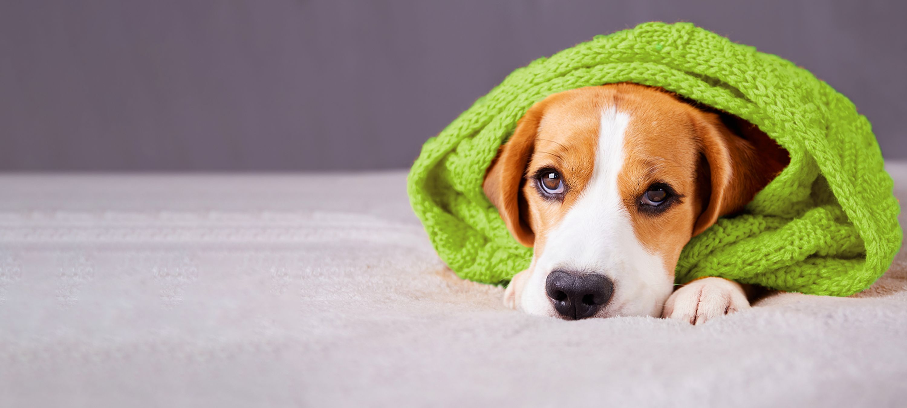 Hund ist mit einem grünen Schal umwickelt