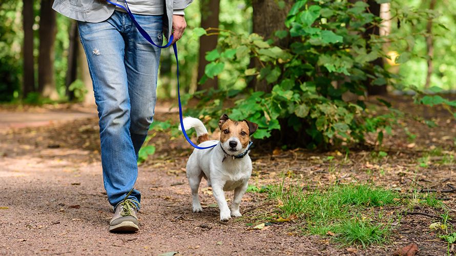 Mann mit Hund