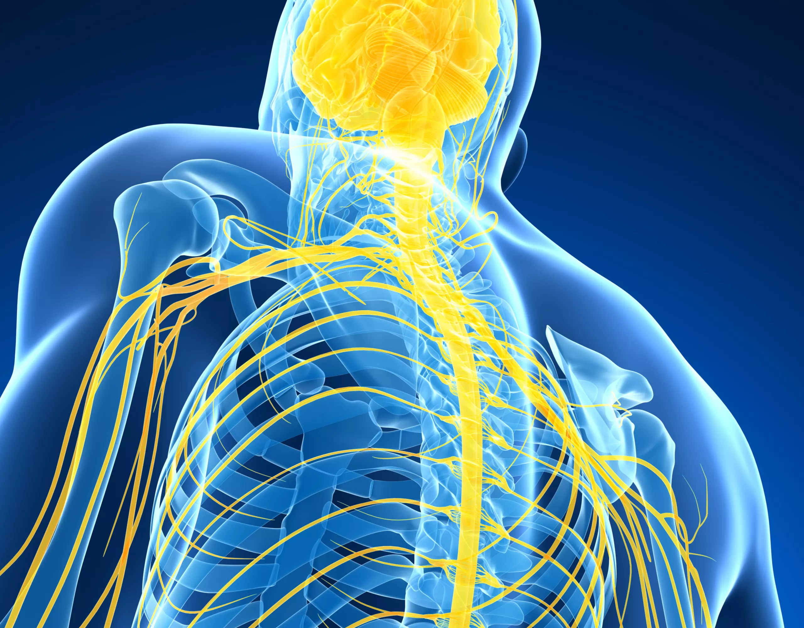 Illustration von einem Nervensystem