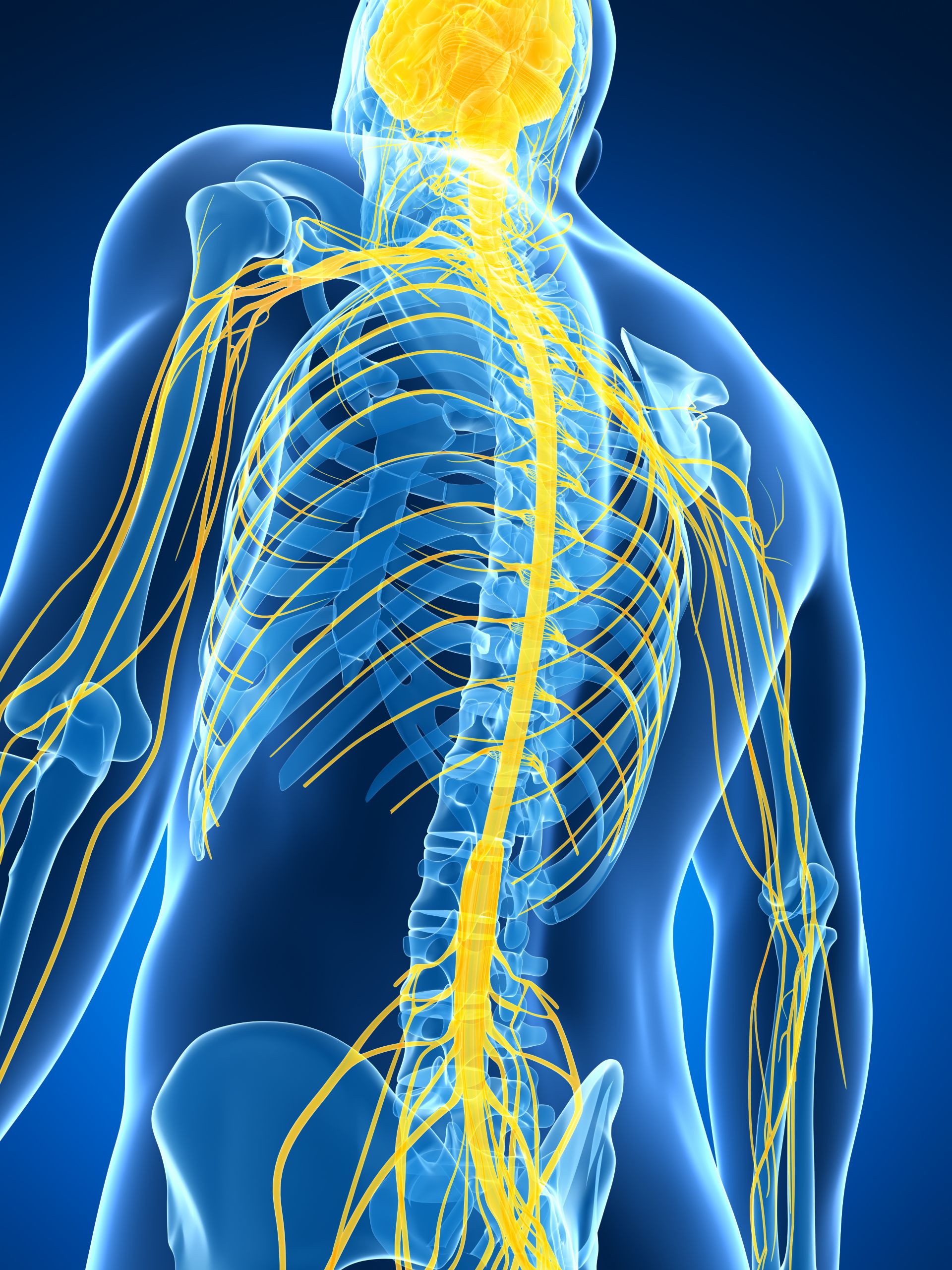 Illustration von einem Nervensystem 