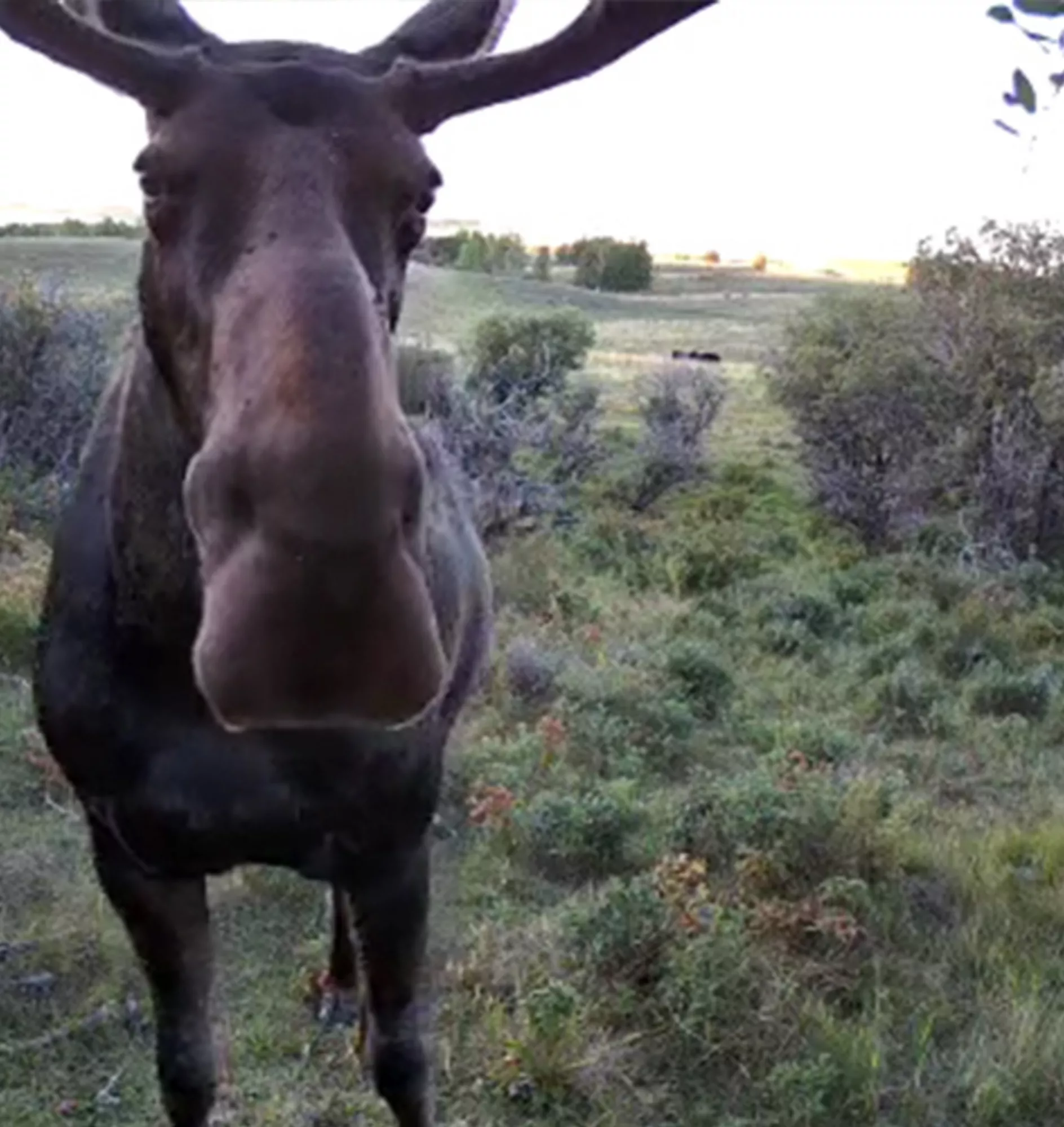 Bioacoustic Sensors & Trail Cameras 