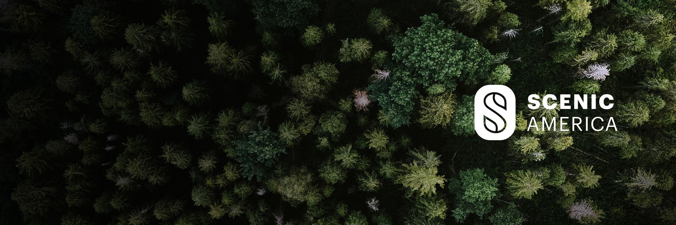 An aerial shot of a lush forest