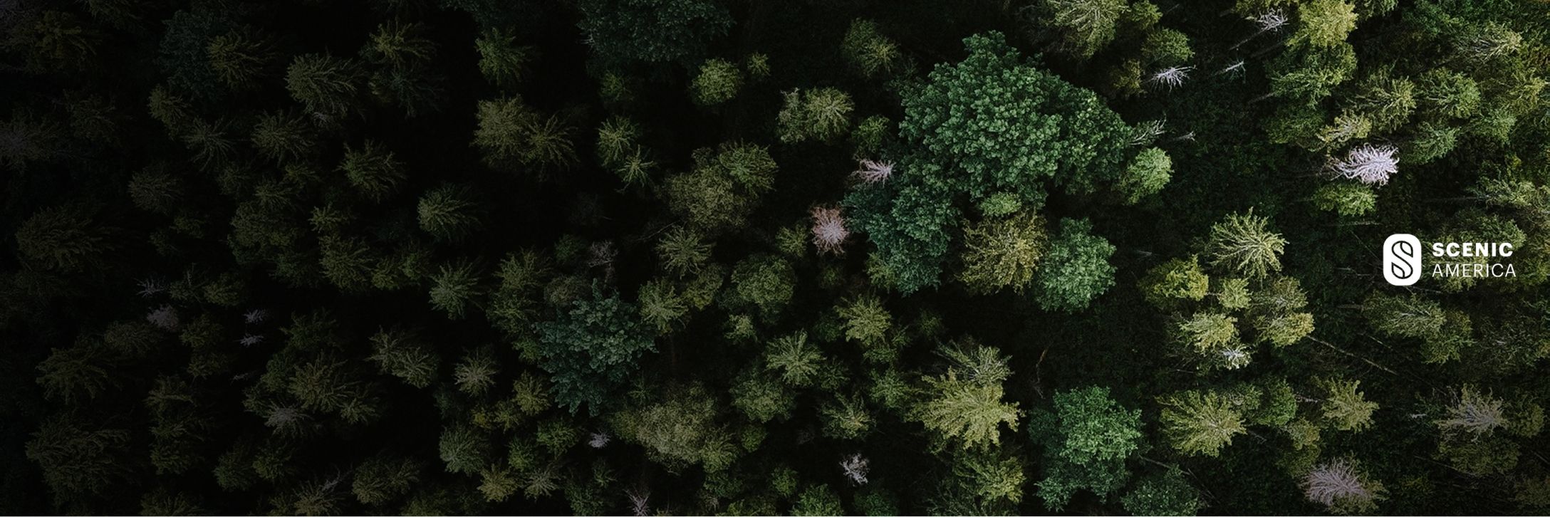 An aerial shot of a lush forest