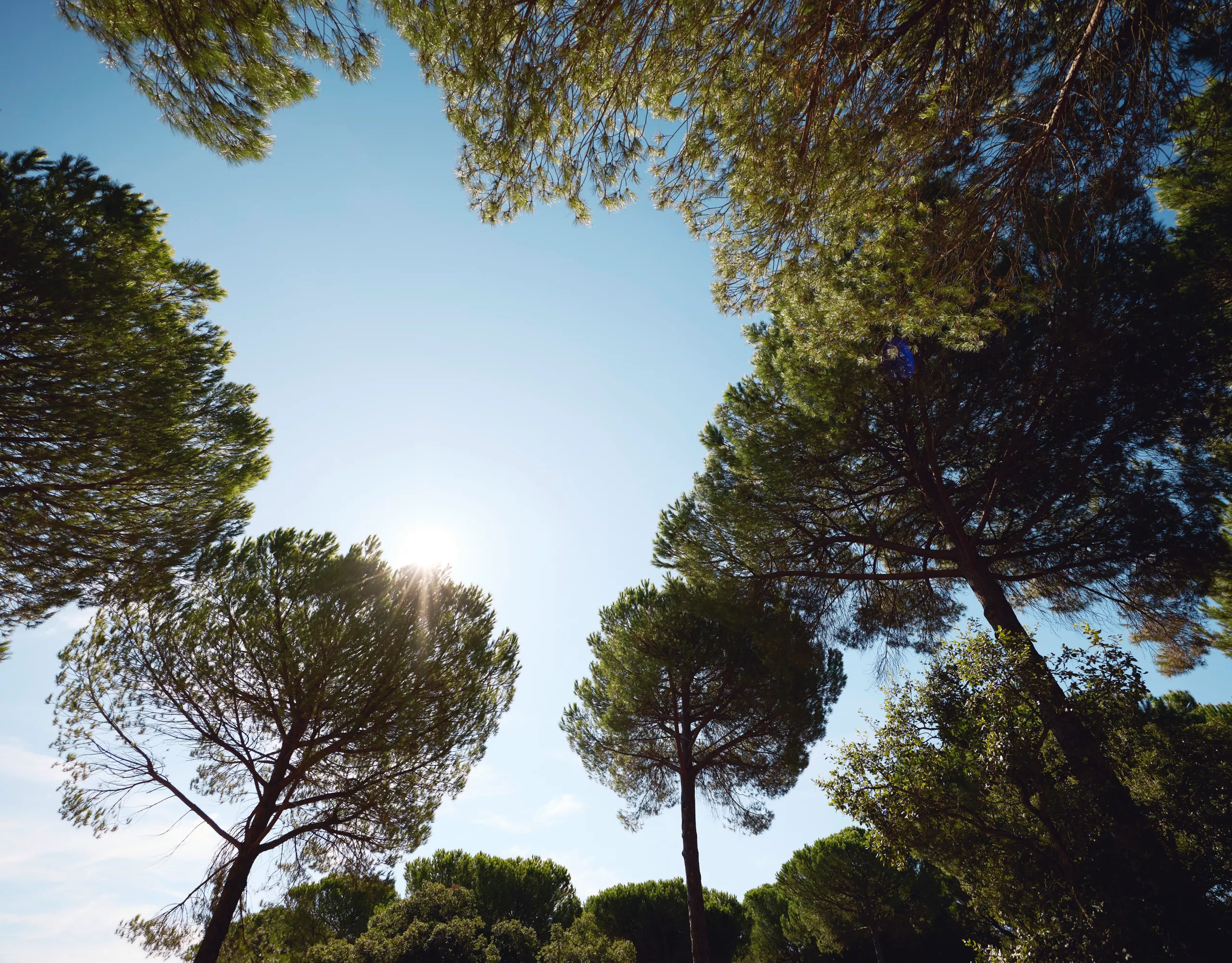 Árvores e céu vistos de baixo.