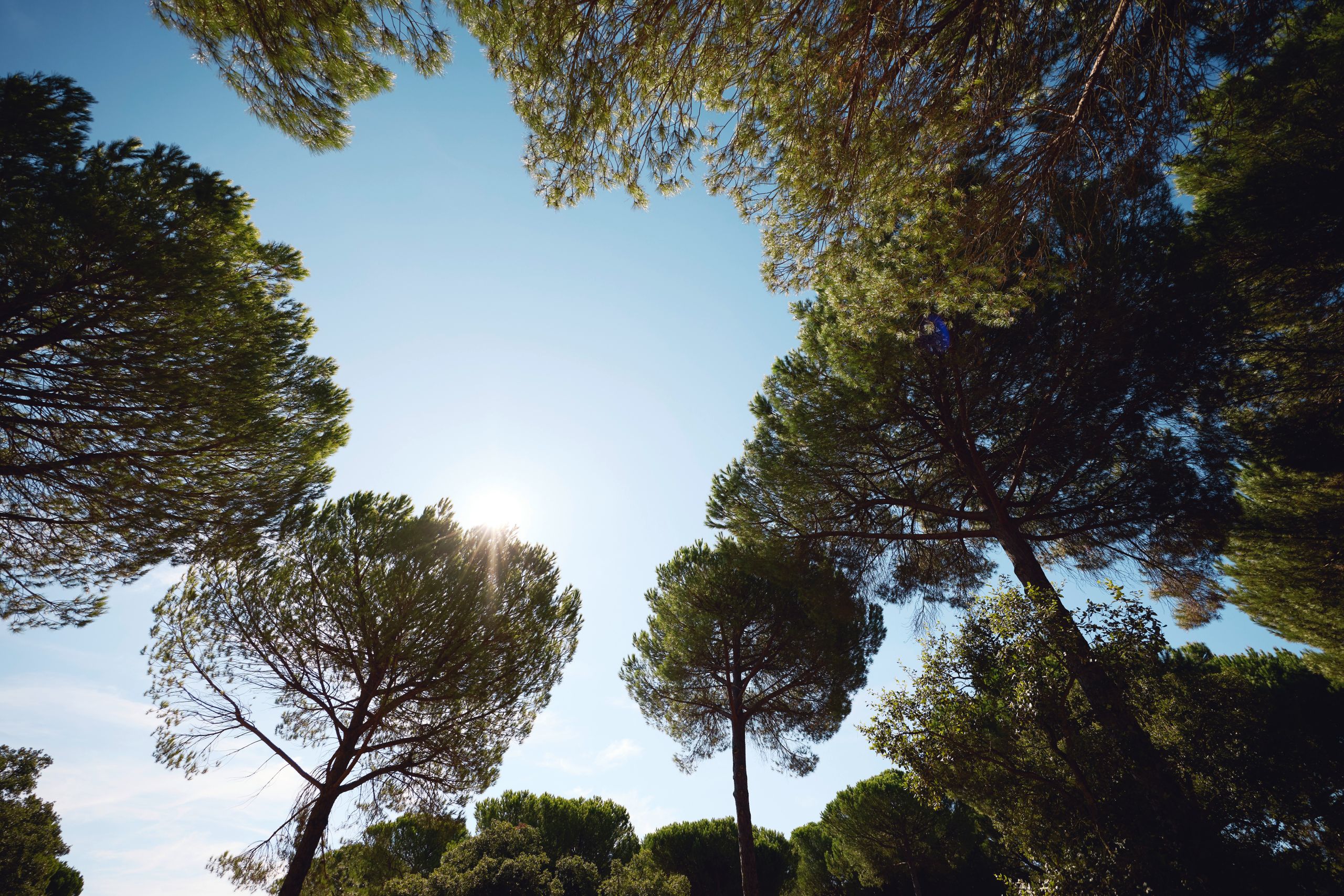 Árvores e céu vistos de baixo