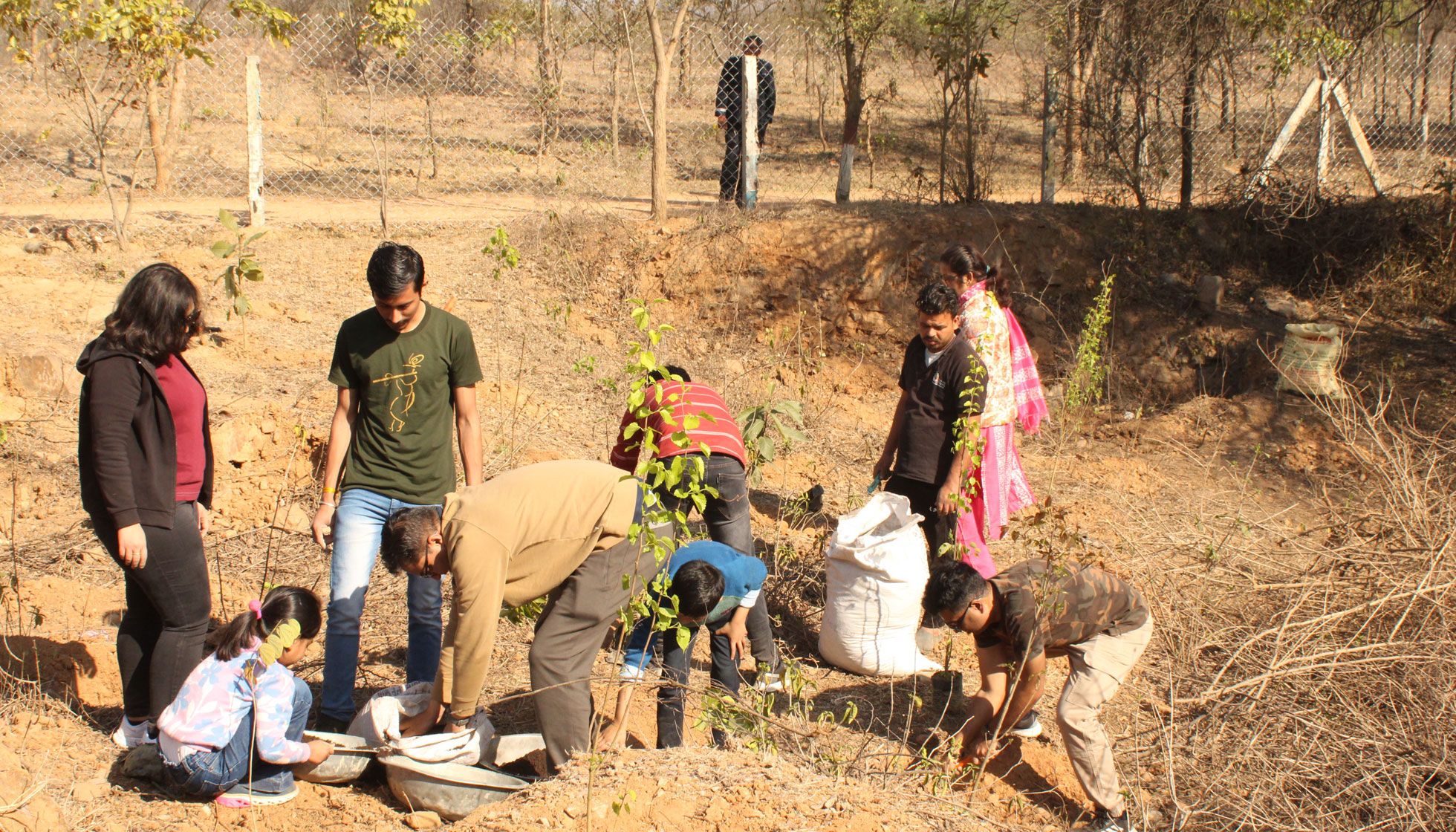 Tree Plantation