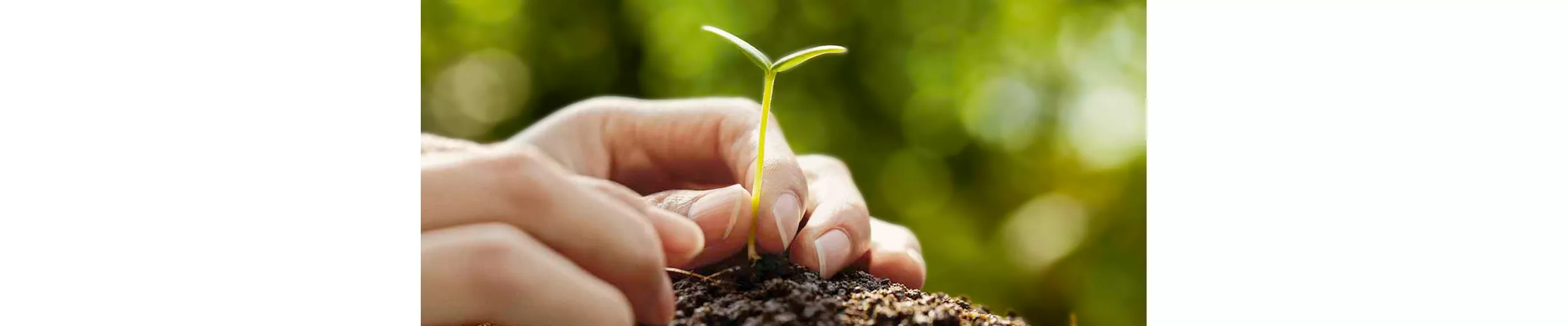 SUSTAINABILITY