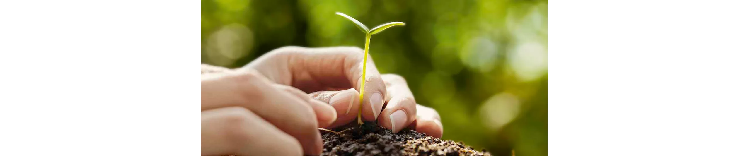 SUSTAINABILITY